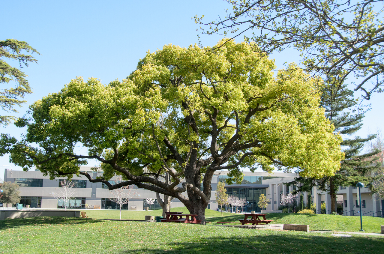 Bellarmine Quad